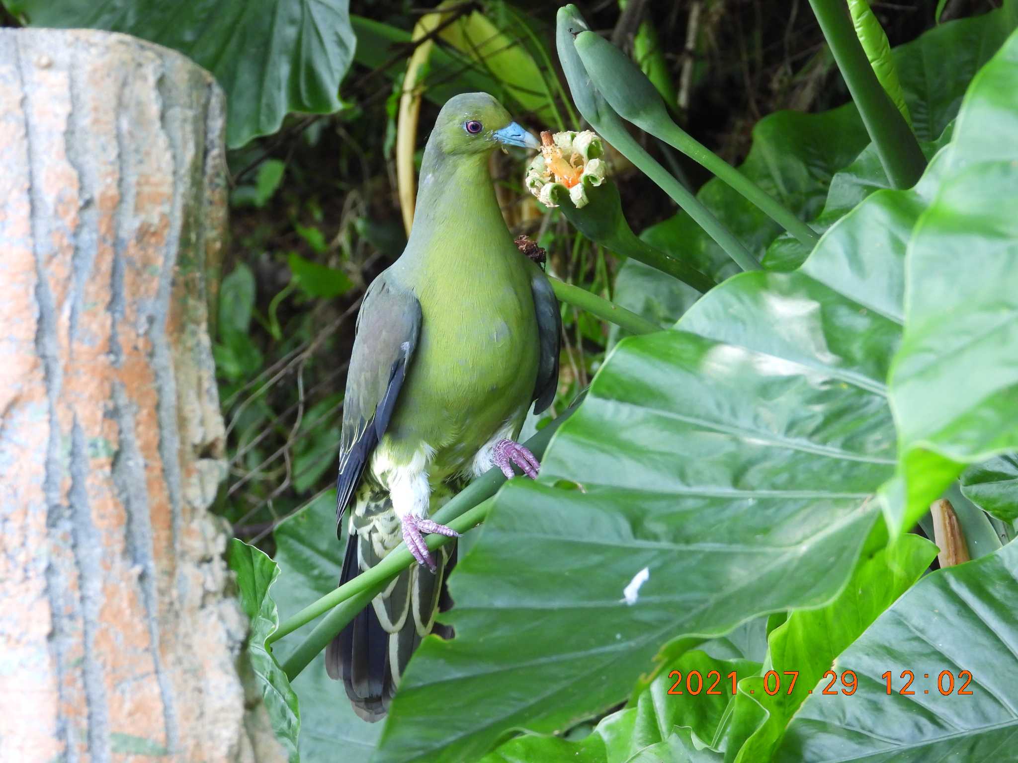 Photo of Ryukyu Green Pigeon at  by minami 