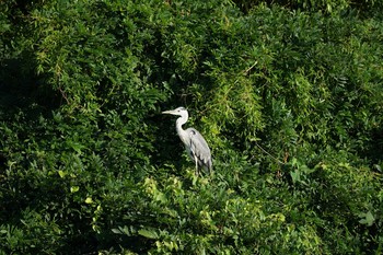 2021年7月30日(金) 松江城の野鳥観察記録