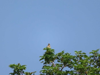 Eurasian Wryneck Shiretoko Goko Lakes Sat, 7/24/2021