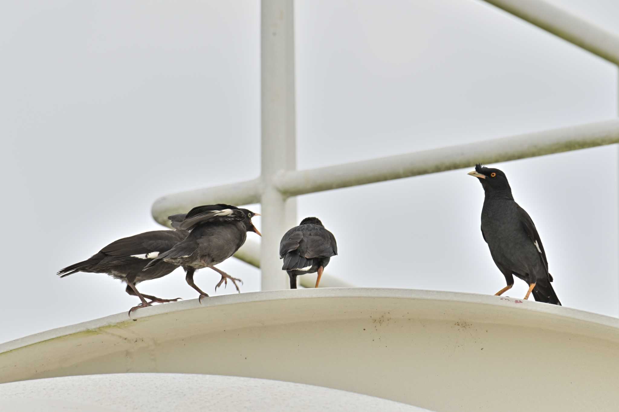 金井遊水地(金井遊水池) ハッカチョウの写真 by Tosh@Bird