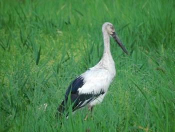 コウノトリ 野田市 2021年7月30日(金)