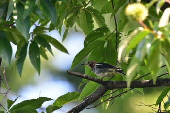 2021年7月31日(土) 長浜公園の野鳥観察記録