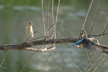 2021年7月31日(土) 多摩川二ヶ領宿河原堰の野鳥観察記録