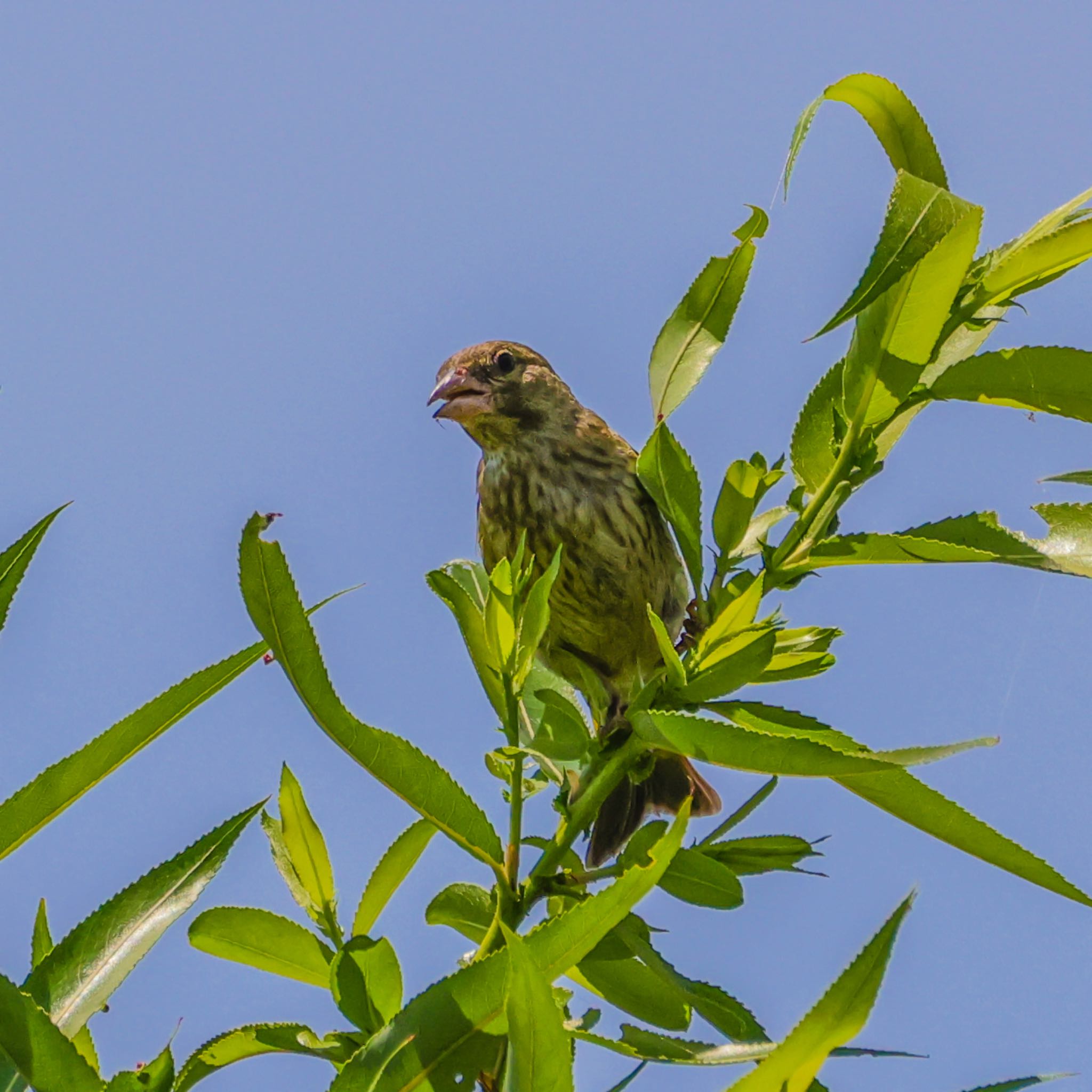 カメラ増えました?初鳥撮りはアオジ(たぶん)←カワラヒワでしたｽﾝﾏｾﾝ by ヨジオキ