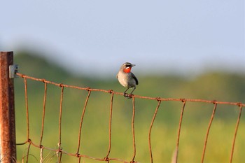 2021年7月22日(木) 焼尻島の野鳥観察記録