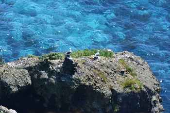 オオセグロカモメ 天売島 2021年7月23日(金)