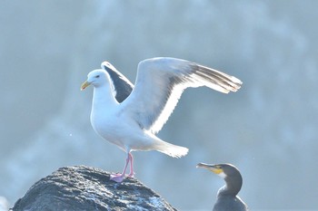 オオセグロカモメ 天売島 2021年7月23日(金)