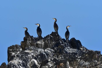 ウミウ 天売島 2021年7月23日(金)