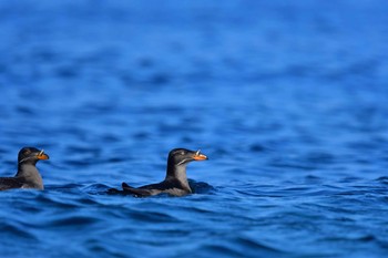 ウトウ 天売島 2021年7月23日(金)