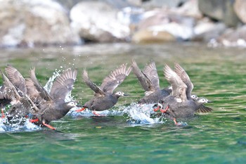 ケイマフリ 天売島 2021年7月23日(金)