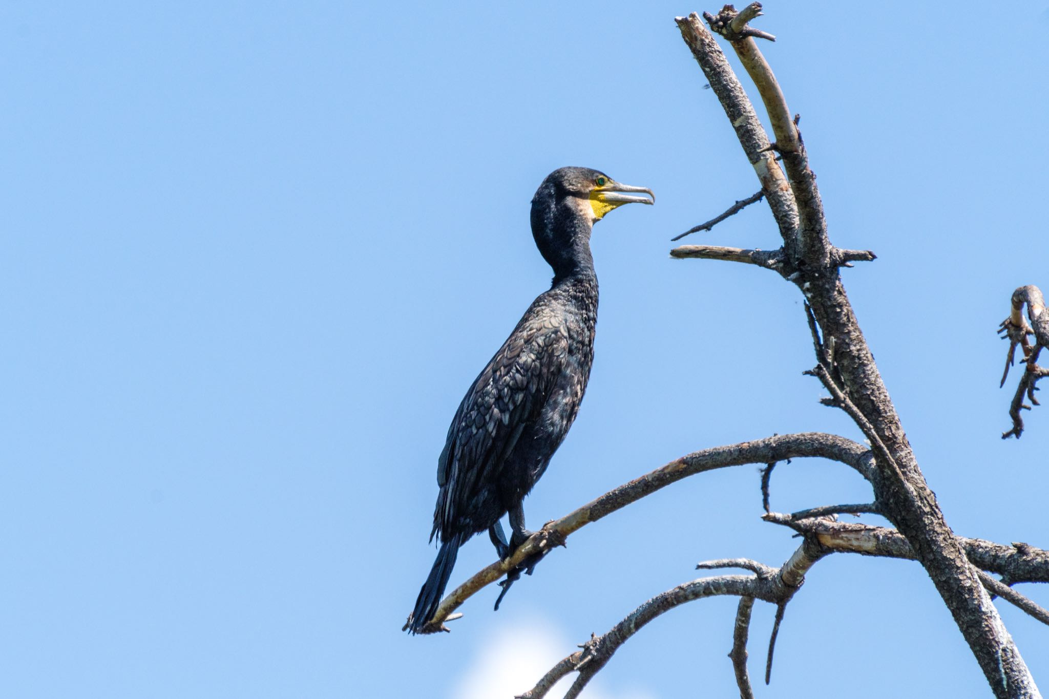 東京港野鳥公園 カワウの写真 by Marco Birds