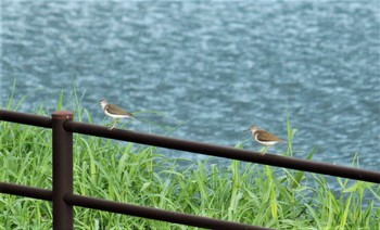 Common Sandpiper 不明 Tue, 7/27/2021