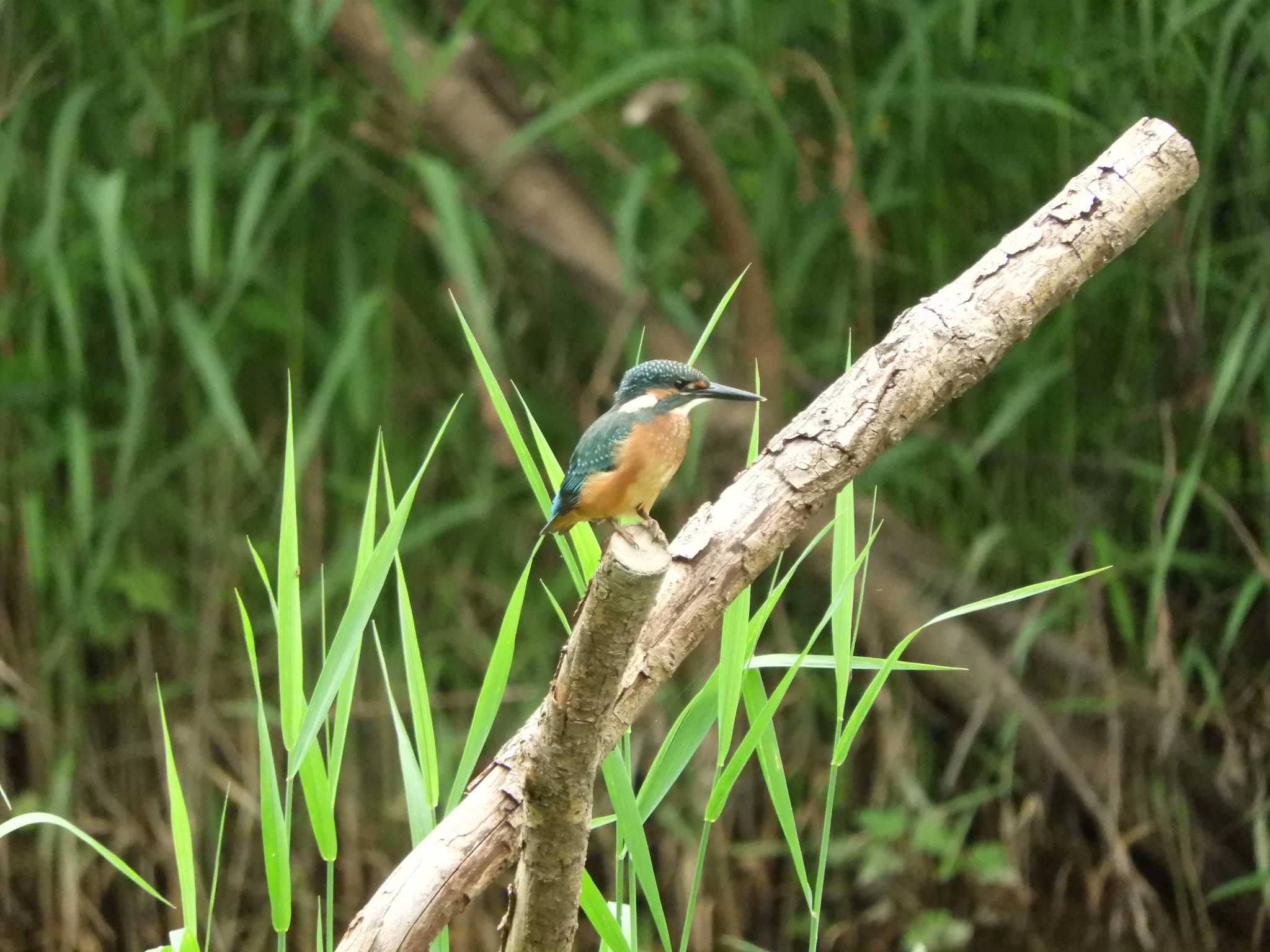 埼玉県 カワセミの写真 by どばと