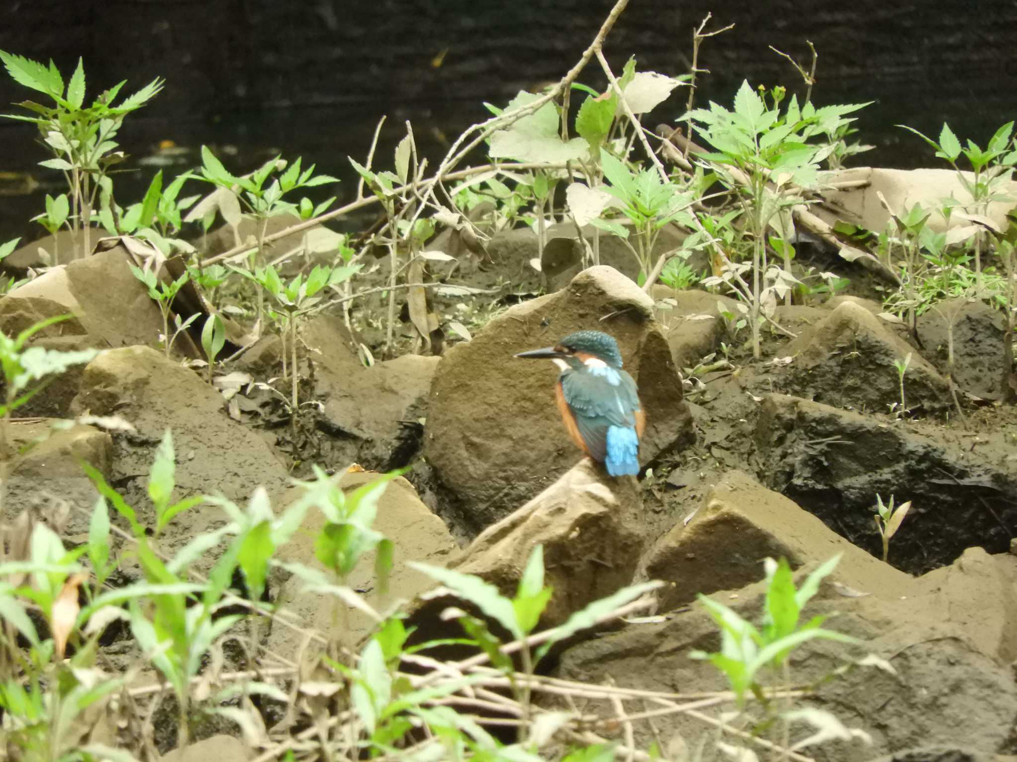 埼玉県 カワセミの写真 by どばと