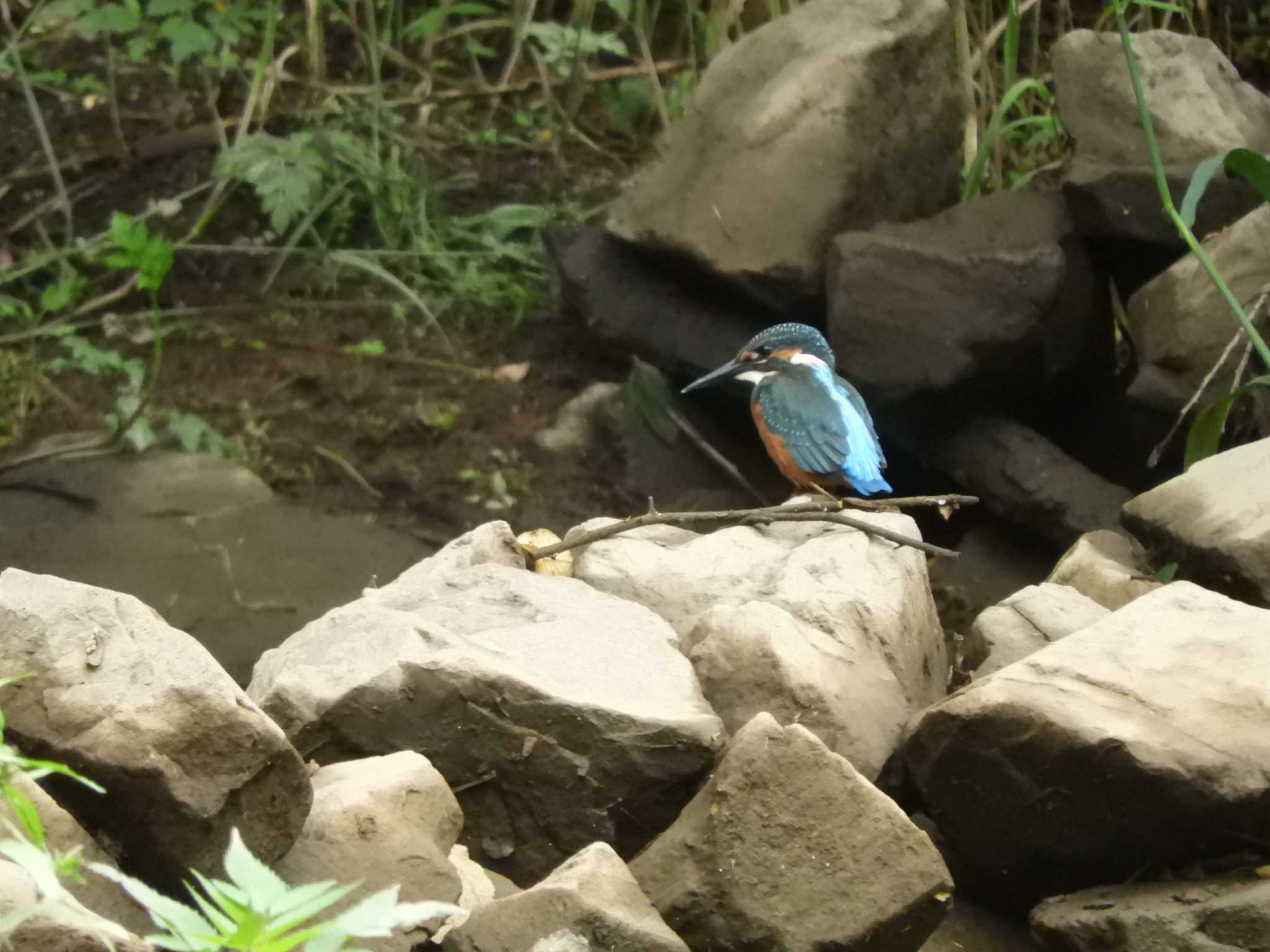 埼玉県 カワセミの写真 by どばと