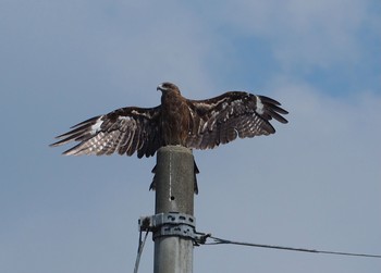 2021年7月31日(土) 奈良県御所市の野鳥観察記録