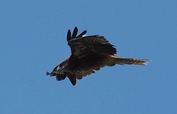 Black Kite 奈良県御所市 Sat, 7/31/2021