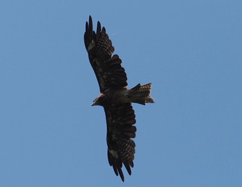 Black Kite 奈良県御所市 Sat, 7/31/2021