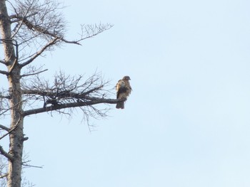 2021年7月30日(金) 裏高尾の野鳥観察記録