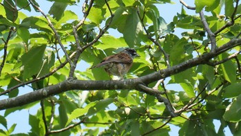 Meadow Bunting 箕面 Sat, 7/31/2021