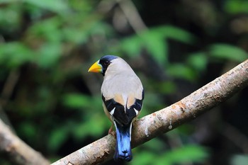 Japanese Grosbeak Unknown Spots Fri, 7/23/2021