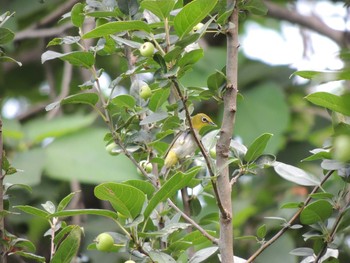 Warbling White-eye 将府公園(北京) Sat, 7/31/2021