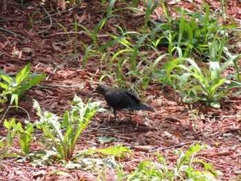 Chinese Blackbird 将府公園(北京) Sat, 7/31/2021