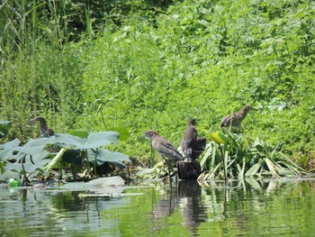 Black-crowned Night Heron 将府公園(北京) Sat, 7/31/2021