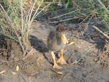 Sat, 7/31/2021 Birding report at Chaoyang Park(Beijing)