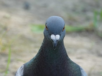 Rock Dove Ukima Park Wed, 7/21/2021