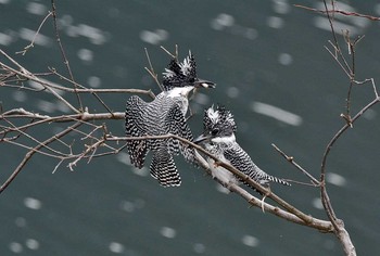 Crested Kingfisher 神奈川県 Mon, 4/3/2017