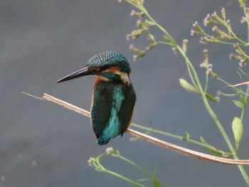 Sat, 7/31/2021 Birding report at 境川(境橋付近)