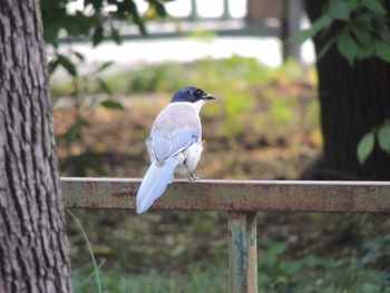 オナガ 香河園公園(北京) 2021年7月31日(土)