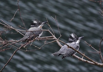 Crested Kingfisher 神奈川県 Mon, 4/3/2017