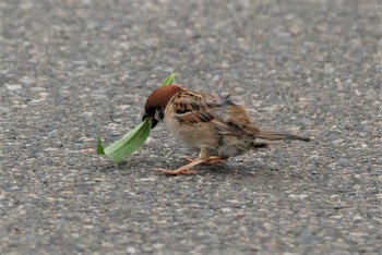 Eurasian Tree Sparrow 新潟市内 Sun, 6/6/2021