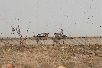 White Wagtail 新潟市内 Sun, 6/6/2021