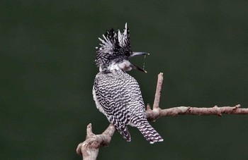 Crested Kingfisher 神奈川県 Mon, 4/3/2017