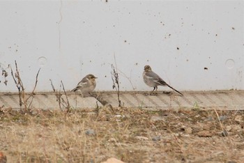 White Wagtail 新潟市内 Sun, 6/6/2021