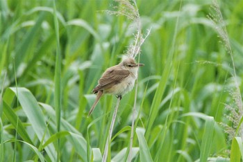 Oriental Reed Warbler 新潟県下越地方 Sun, 6/6/2021