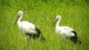 コウノトリ 渡良瀬遊水地 2021年7月31日(土)