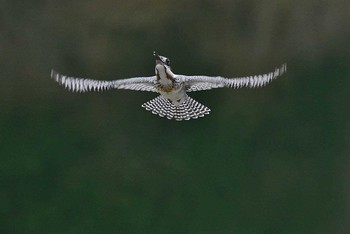 Crested Kingfisher 神奈川県 Mon, 4/3/2017