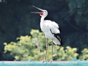 コウノトリ コウノトリの里(野田市) 2021年7月28日(水)