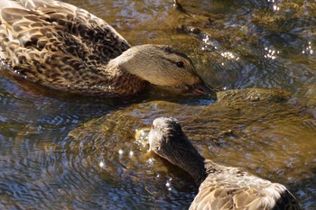 2021年7月31日(土) 福井緑地(札幌市西区)の野鳥観察記録