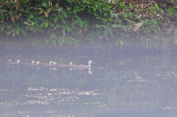 カルガモ 鳥沼公園 2021年7月24日(土)