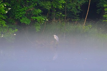 アオサギ 鳥沼公園 2021年7月24日(土)