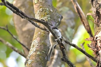 コガラ 鳥沼公園 2021年7月24日(土)