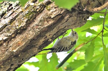 コゲラ 鳥沼公園 2021年7月24日(土)