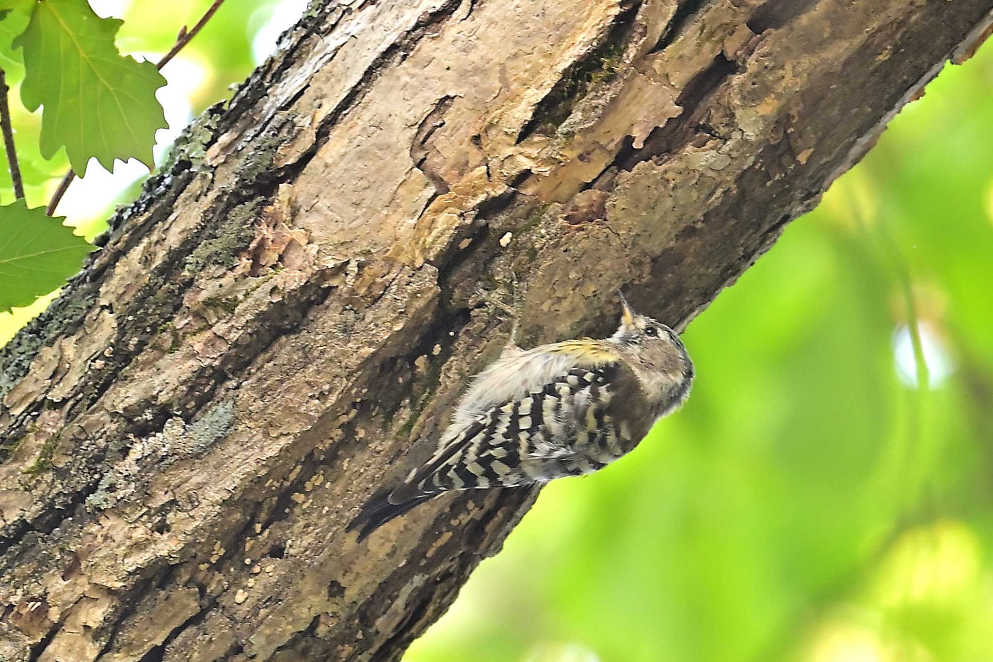 鳥沼公園 コゲラの写真 by birds@hide3