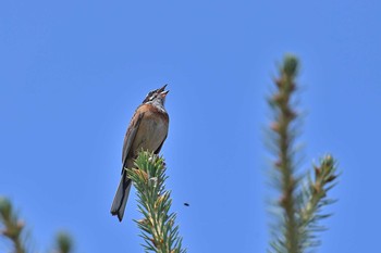 ホオジロ 鳥沼公園 2021年7月23日(金)