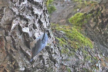 ゴジュウカラ 鳥沼公園 2021年7月24日(土)